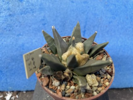 Ariocarphus retusus v.scapharostroides