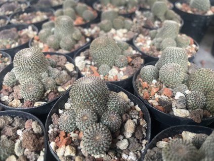 Aylostera heliosa