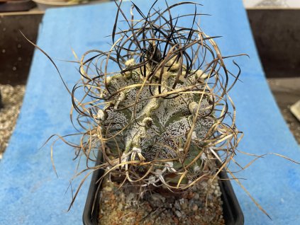 Astrophytum senile nigrum