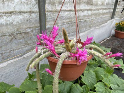 Aporocactus flageliformis
