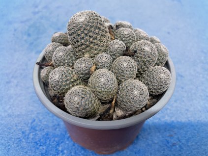 Aylostera heliosa v.condorensis