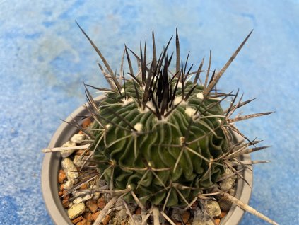 Echinofossulocactus sp.