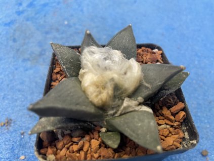 Ariocarphus furfuraceus