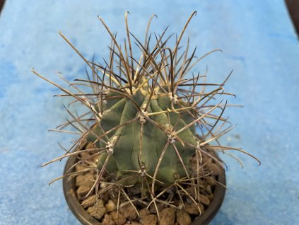 Ancistrocactus uncinatu wrighti