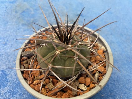 Gymnocallicium armatum MS 375