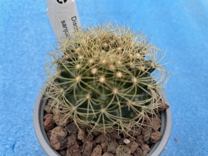 Discocactus sanjuanensis