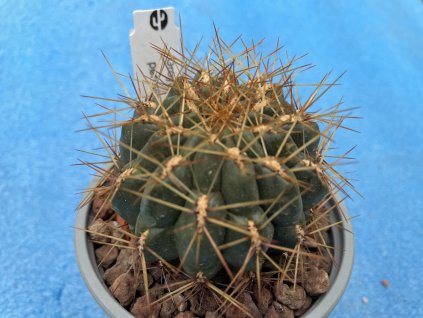 Oroya peruviana v.citriflora