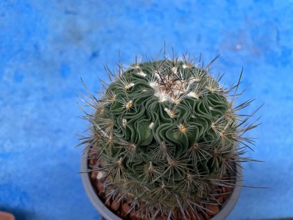 Echinofossulocactus multicostatum