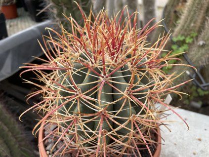 Ferocactus santa maria