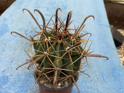 Ferocactus santa maria