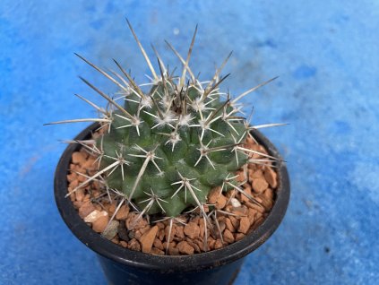 Mammiollaria petersoni