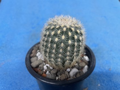 Echinocereus pectinatus