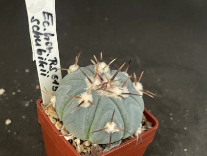 Echinocactus horizontalonius subiki RS 615