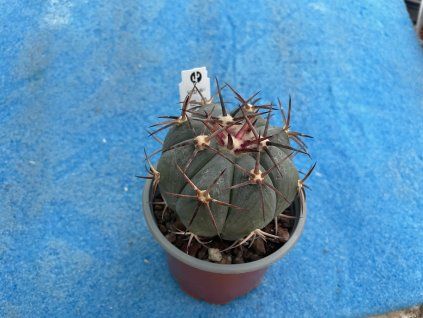 Echinocactus horizontalonius VZD 895
