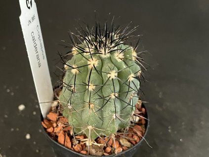 Copiapoa calderana JN 865