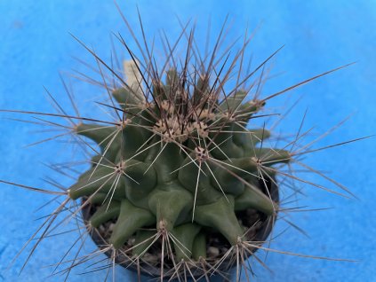 Thelocactus matudae