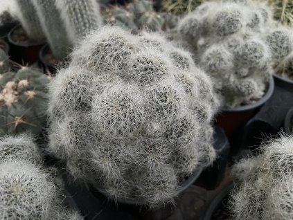 Sulcorebutia hertusi