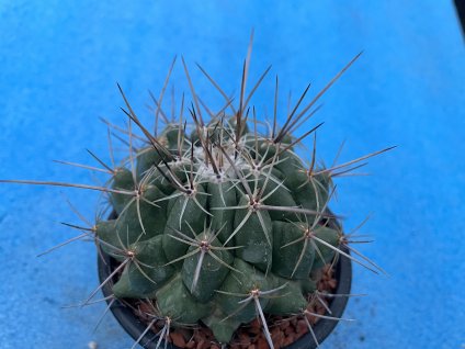 Thelocactus conothelos aurantiacus