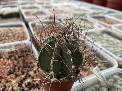 Astrophytum senile v.nigrum