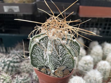 astrophytum crasispinoides