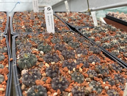 Gymnocallicium striglianum WR 548
