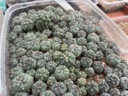 Gymnocallicium spegazini obelisco LF 45
