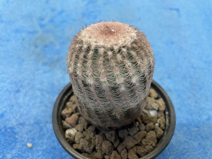Echinocereus pectinatus PP 1552