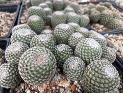 Mammillaria cvrucigera ssp.tlalocci L 1116