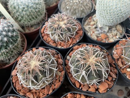 Gymnocallicium spegazini punilense
