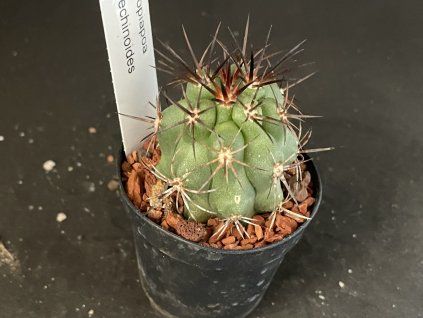Copiopoa echinoides JN 789