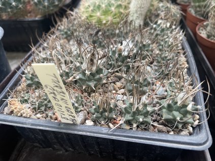Turbinicarphus Gracilis