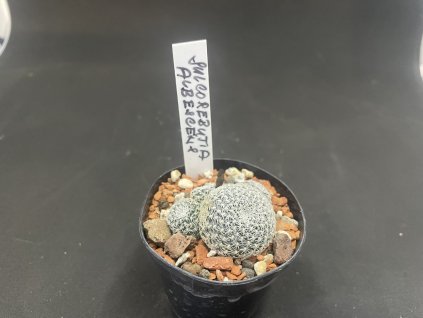 Sulcorebutia albescens