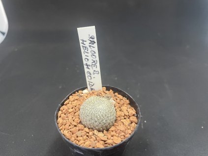Sulcorebutia heliosicoides