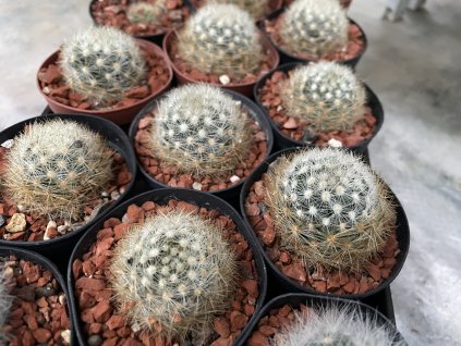 Mammillaria laui v.subducta