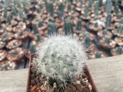 Mammillaria laui