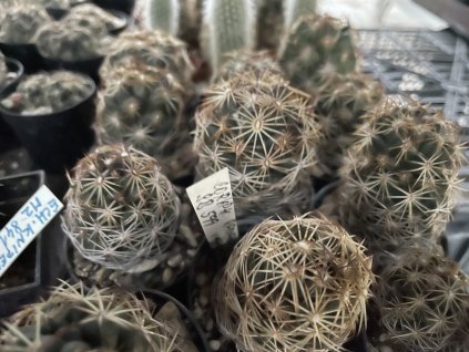 Coryphantha radians