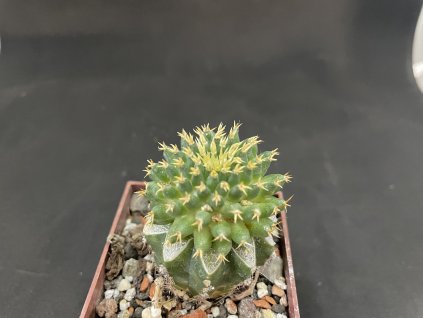 Mammillaria camtotricha brevispina