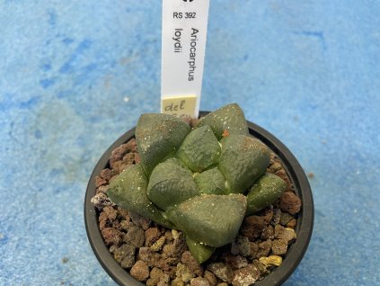 Ariocarphus fis.v.loydii