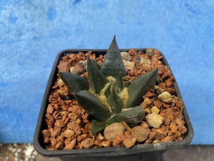 Ariocarphus trigonus elongatus