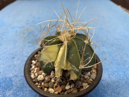 Astrophytum senile variegatum