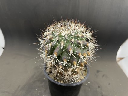Gymnocactus horipilus