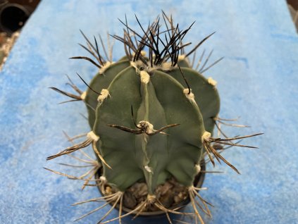 Astrophytum niveum nudum