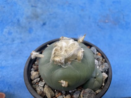 Lophophora difusa RS 476,Rio Verde
