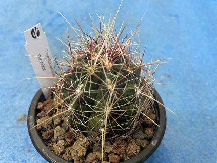 Thelocactus bicolor