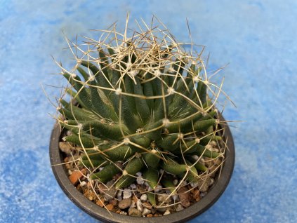 Dolichothele longithele