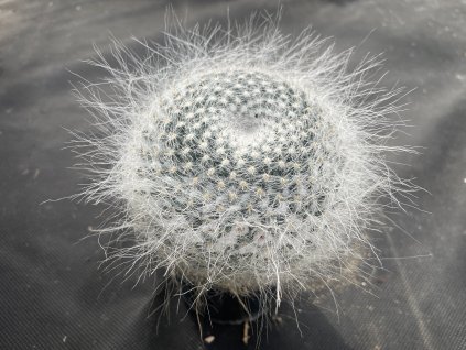 Mammillaria hahniana