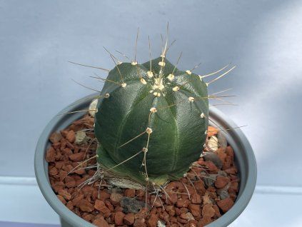 Echinocereus knipelianus v.reyesis L 1237