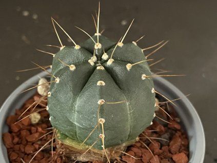 Echinocereus knipelianus v.reyesis L 1237