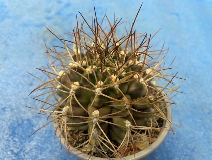 Gymnocallicium pungens
