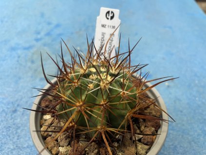 Echinocereus lindsayi MZ 1136